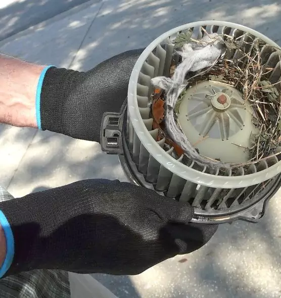 About Air Duct Rat Removal in Safety Harbor, FL